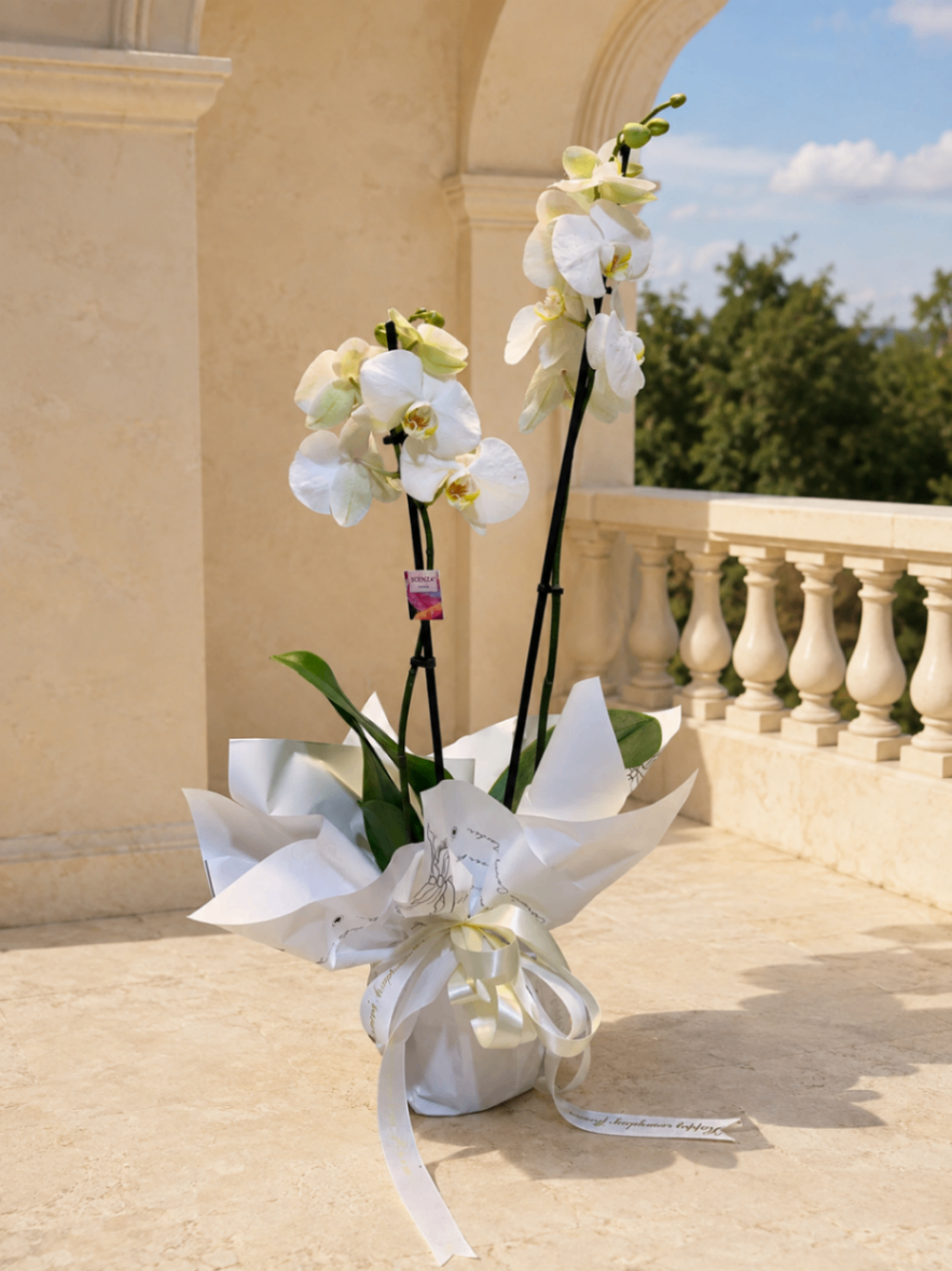 Orchidée Ivoire – Orhidee albă pentru cadou