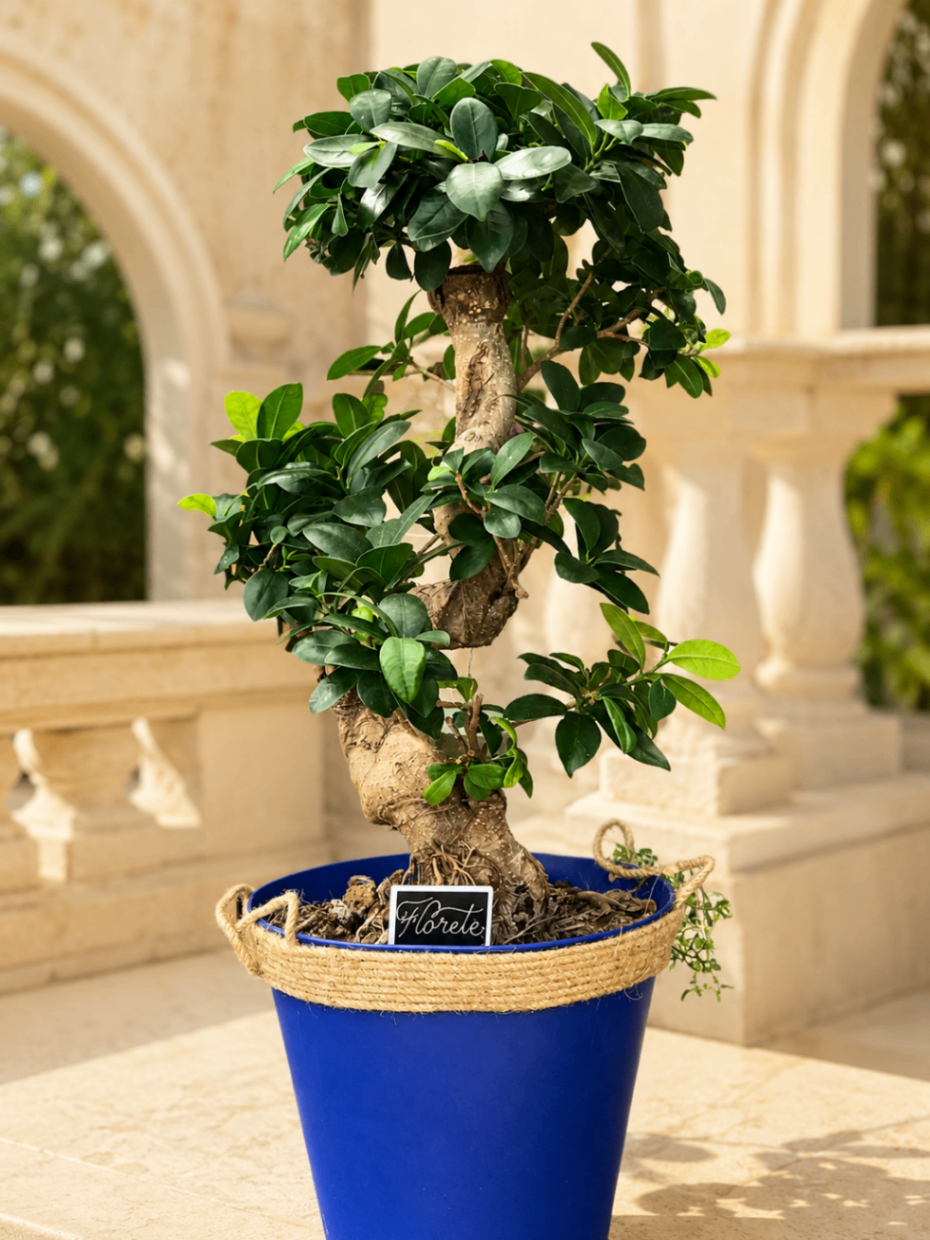 Ficus Sculpté Bleu – Plantă de interior - imagine 2