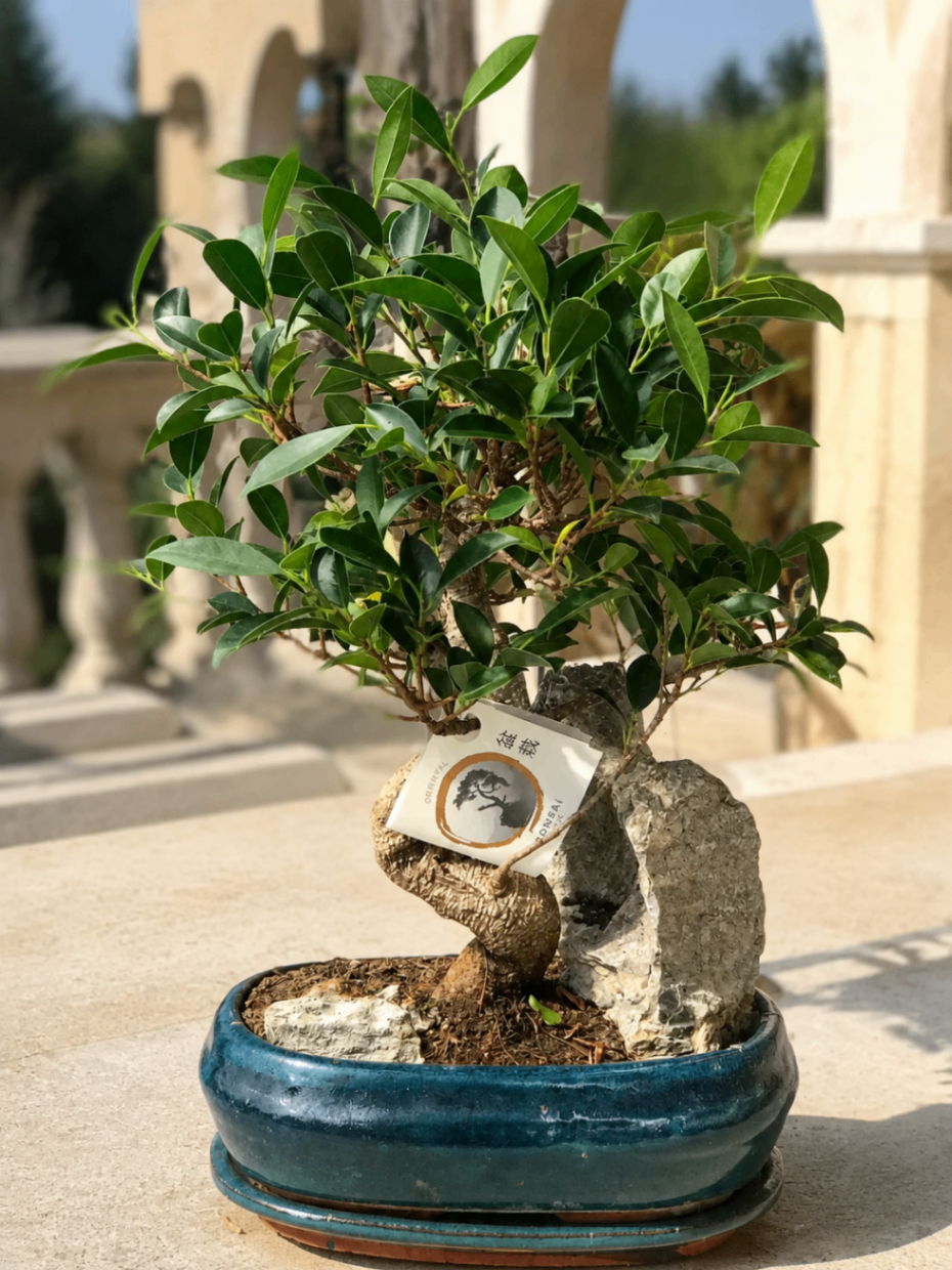 Bonsai Émeraude – Ficus în vas ceramic - imagine 2