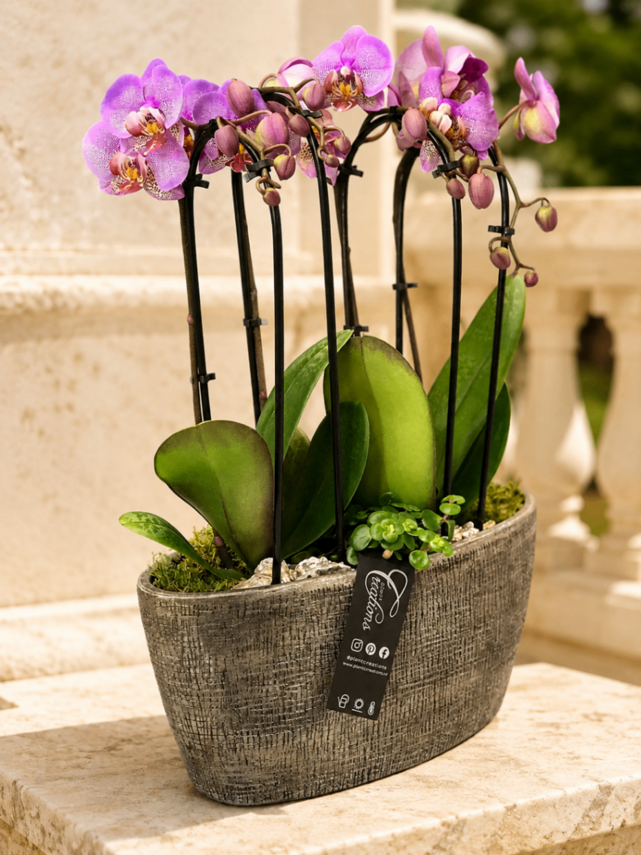 Orchidée Mosaïque – Orhidee roz în vas - imagine 2