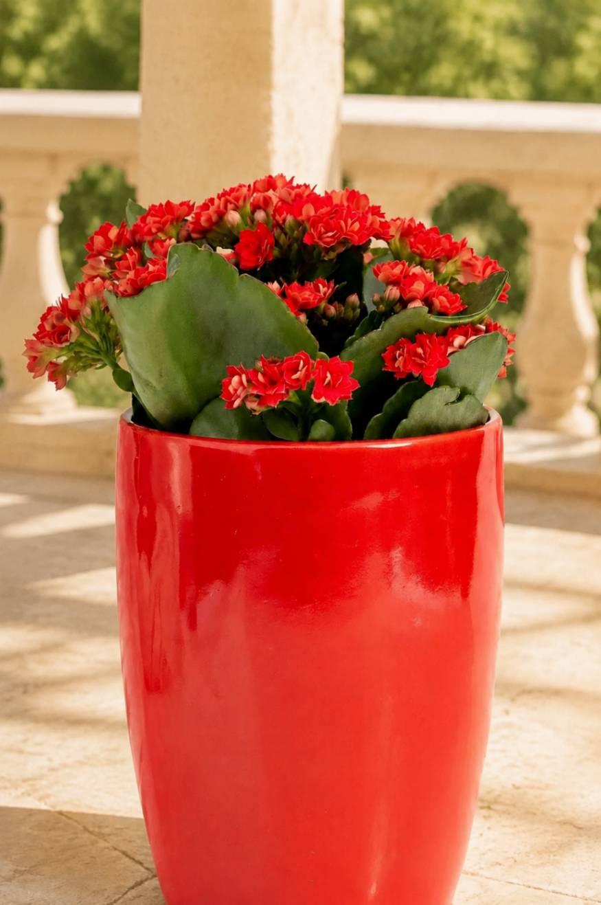 Kalanchoé Rouge – Plantă în ghiveci - imagine 2
