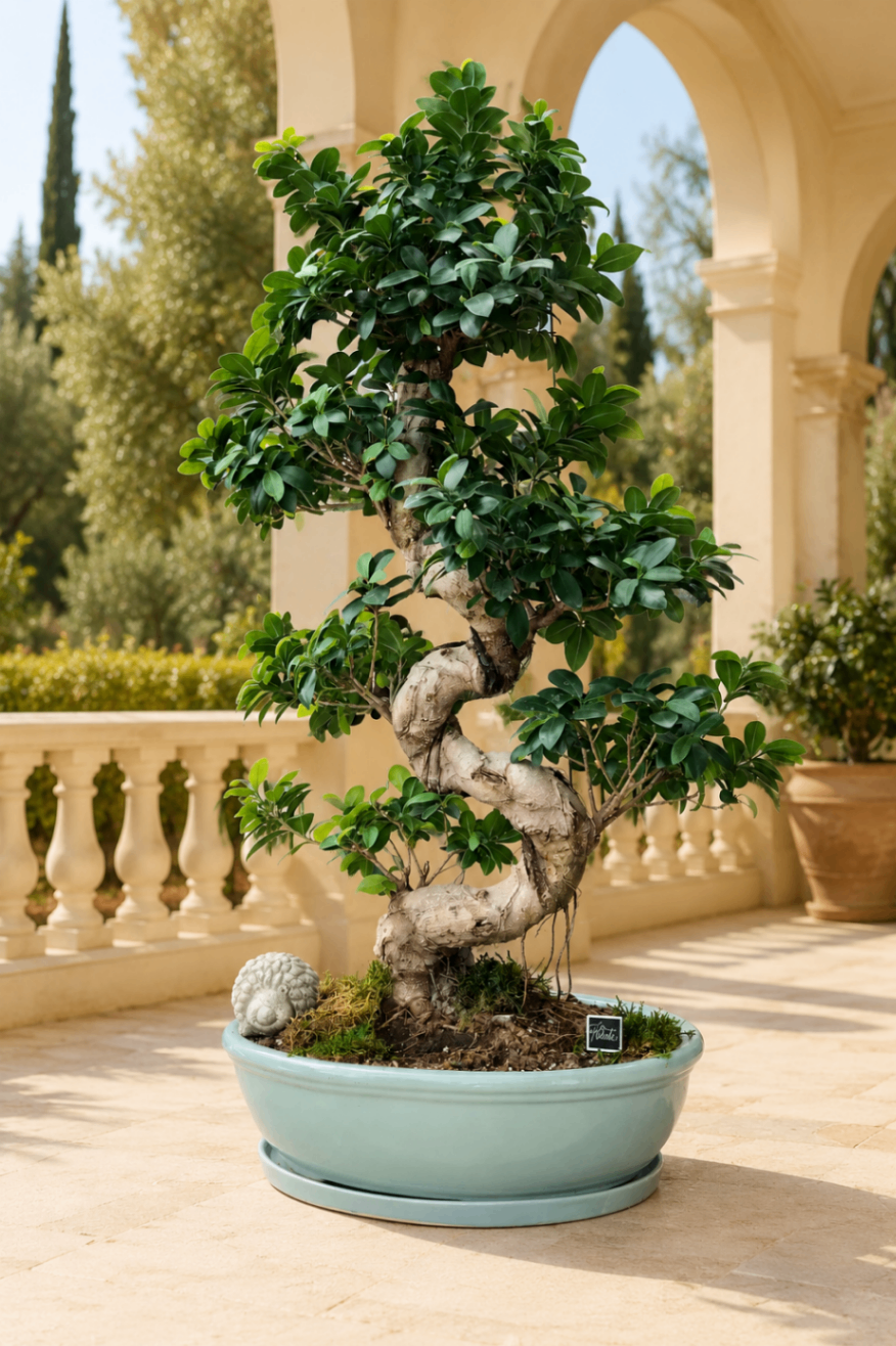 Bonsai Majesté – Ficus sculptural în vas
