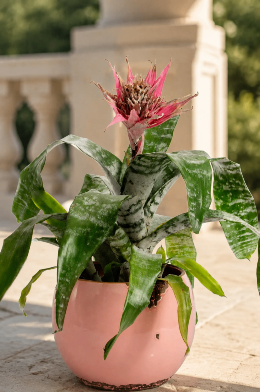 Aechmea Rosée – Bromelie în ghiveci - imagine 2