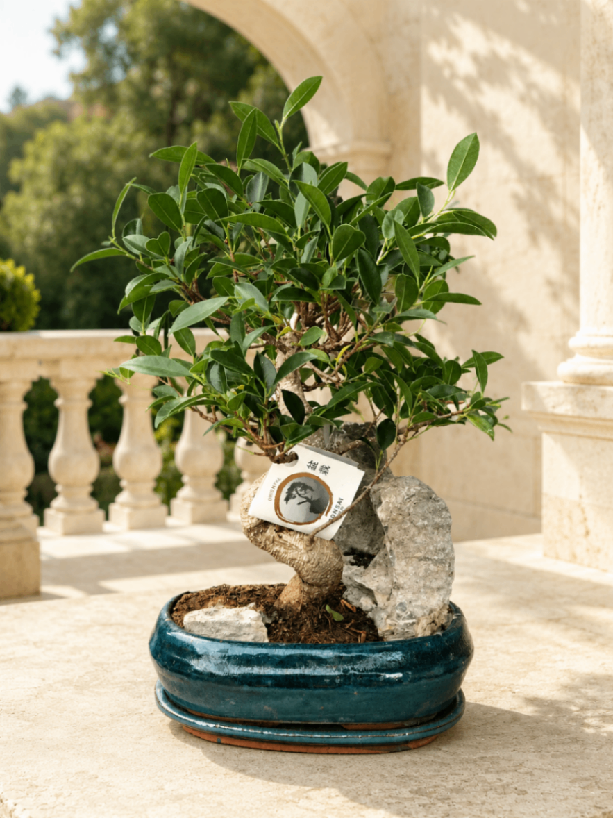 Bonsai Émeraude – Ficus în vas ceramic