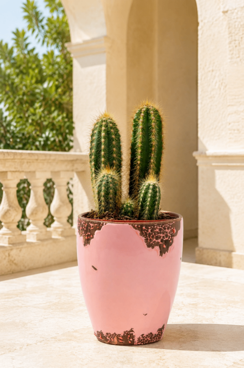 Cactus Rosé – Compoziție de cactuși