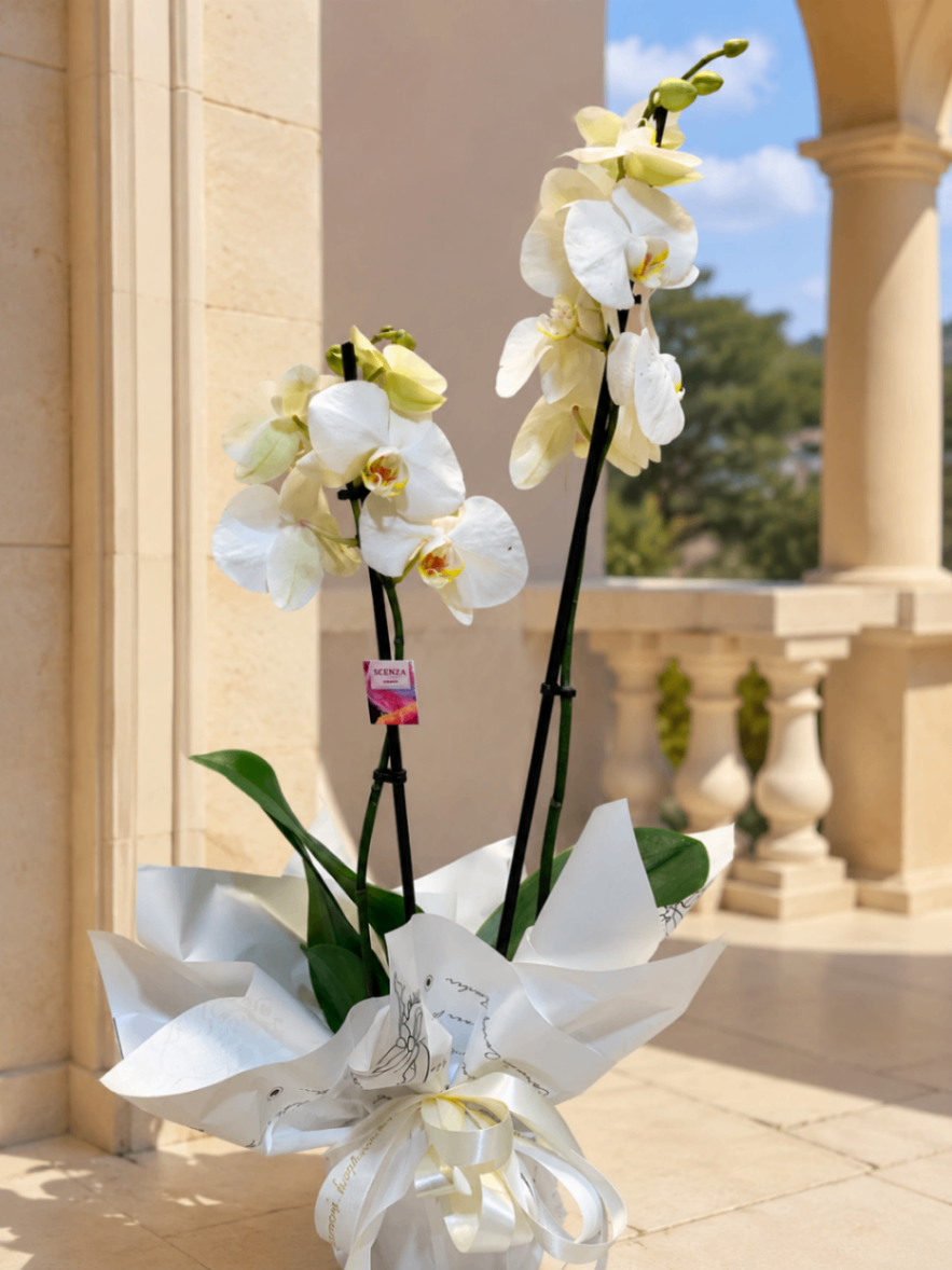 Orchidée Ivoire – Orhidee albă pentru cadou - imagine 2