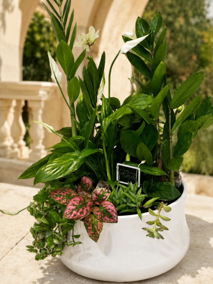 Canopée Blanche – Compoziție cu plante verzi - imagine 2