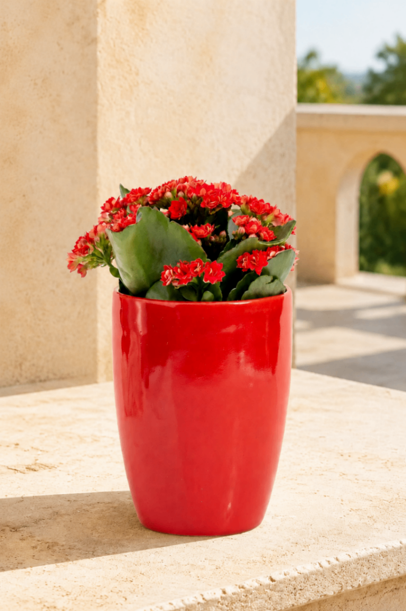 Kalanchoé Rouge – Plantă în ghiveci